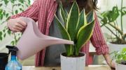 Cómo debes regar una sansevieria o lengua de suegra en septiembre para tener una planta vigorosa en primavera