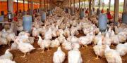 La gripe aviar pone en alerta al sector avícola de Tarija