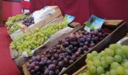 Cadena de Uvas, Vinos y Singanis de Tarija destaca mejora en ventas por reducción del contrabando