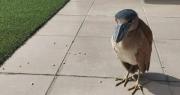 Rescatan a una garza pico de bota en Sopocachi y la trasladan a un bioparque en La Paz