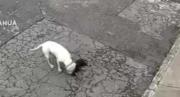 VIDEO SENSIBLE: Pitbull atacó hasta la muerte a un chihuahua, lo que hizo la dueña tras descubrir el cuerpo fue macabro
