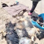 Desgarrador: Seis perros cruelmente asesinados en Potosí