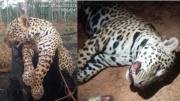 Rebrotan casos de caza y tráfico ilegal del jaguar; al menos 20 ejemplares fueron asesinados en el último tiempo