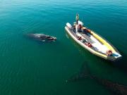 El Golfo San Matías abrió la temporada de avistaje y el finde celebra las Infusiones de Mar