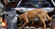 Un perro les encontró drogas en el control de San Carlos y terminaron detenidos: también insultaron y quisieron sobornar a Gendarmería