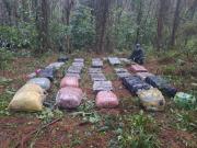 Golpe al narcotráfico: secuestraron más de 500 kilos de marihuana en Misiones