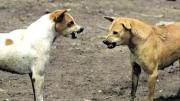Conmoción en Yerba Buena: veterinarias explican por qué atacan los perros