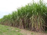 Caña de azúcar: la calibración precisa de equipos pulverizadores es clave