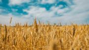 Trigo: si las condiciones climáticas ayudan se obtendrían rindes en torno del promedio histórico