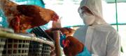 Influenza aviar: el Senasa confirmó un caso en Entre Ríos