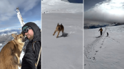 Un perro sin hogar conquista la cima de la montaña más alta de Rusia