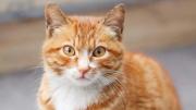 Cómo hacer que tu gato deje de maullar en la puerta, según expertos