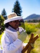 El uso de bioplaguicidas podría ayudar a las abejas