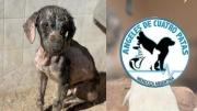 “Necesitamos que 735 personas donen $1.000 cada una″: el refugio para perros que pide una mano a mendocinos”