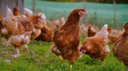 Cuántos huevos puede poner una gallina al año