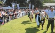 El Sudoeste Bonaerense inicia su calendario de exposiciones rurales