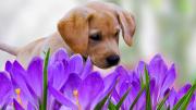 Plantas prohibidas: ¿cómo saber si las especies de mi jardín son tóxicas para las mascotas?
