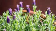 Un chorrito de este abono casero con calcio y tu lavanda se mantendrá vigorosa los 365 días del año
