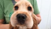 Qué significa que el hocico de tu perro se hinche y por qué se da este problema