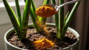 Mejor que la canela: una cucharadita de esta especia y tu sansevieria estará protegida ante plagas y enfermedades