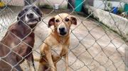Maltrato animal en Yaracuy: video viral lleva a un hombre a prisión