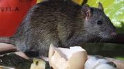 Leptospirosis, la enfermedad que ya causó 6 muertes en Argentina: qué es y cuáles son los síntomas