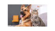 ¿Los gatos son más inteligentes que los perros? Esto dice la ciencia
