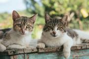 Por qué los gatos maúllan en la puerta y cómo evitar que lo hagan