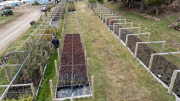 El jardín del Neuquén: comienza la floración de los tulipanes en Huinganco