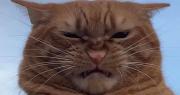 Qué significa el maullido de un gato: la guía definitiva para entender a tu mascota