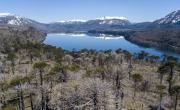 Bosque patagónico en riesgo: alertan por la muerte masiva de árboles