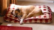 Evita pulgas y garrapatas: cada cuánto tiempo lavar la cama de tu mascota en primavera