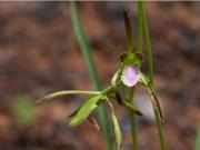 Volvieron a encontrar una orquídea dada por extinta hace 112 años