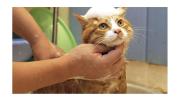 ¿Por qué los gatos evitan el agua? La ciencia reveló la verdadera causa de este comportamiento