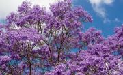 El árbol de la vida: ¿Cuál es y por qué es ideal para el clima de la ciudad?