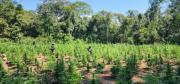 FELCN descubre e incinera 18 toneladas de marihuana