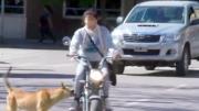 Dirigente vecinal alerta sobre el incremento de ataques de perros callejeros en Tarija