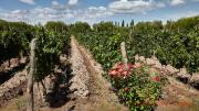 Terroir: cómo la geología impacta en los vinos sudamericanos