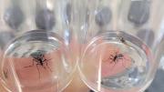 Hubo 15.720 casos confirmados de dengue