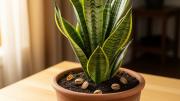 Pocos lo saben: por qué debes colocar cáscaras de pistacho en el sustrato de la sansevieria o lengua de suegra