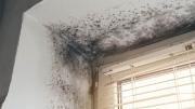 Cómo quitar el moho de la pared de forma práctica y sencilla