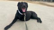 La historia de Milagro, la perrita que recibió 9 disparos y logró dar a luz
