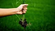 Recomendado por jardineros: el ingrediente que sirve para eliminar malezas del jardín