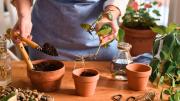 Manual para potus: cómo cambiar la maceta de tu planta para recibir la primavera