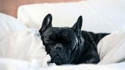 Dónde debe dormir una mascota en primavera para evitar pulgas y garrapatas