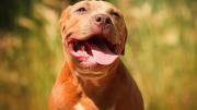 En video: abuela se enfrenta a mordidas contra un pitbull para defender a su mascota