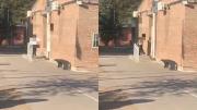 PÁNICO EN MENDOZA: Una adolescente de 14 años se atrincheró armada en una escuela y realizó disparos