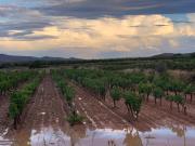 Anavit proyecta 20.000 hectáreas de uva para fortalecer la economía de Tarija