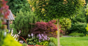Los árboles con flores más lindos para tu jardín: especies destacadas y cómo cuidarlos