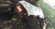 Tensión en Barrio Hipódromo: un chico se cayó de un caballo, se golpeó la cabeza y fue internado de urgencia